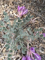 Astragalus chamaeleuce