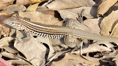 Aspidoscelis lineattissimus