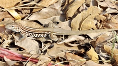 Aspidoscelis lineattissimus