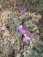 Astragalus chamaeleuce