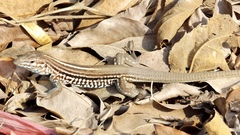 Aspidoscelis lineattissimus