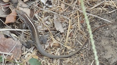 Aspidoscelis lineattissimus