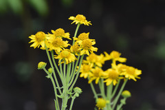 Verbesina hypomalaca