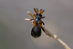 Ripiphorus diadasiae