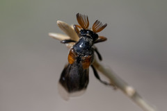 Ripiphorus diadasiae
