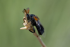 Ripiphorus diadasiae
