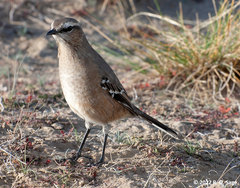 Mimus patagonicus