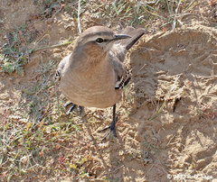 Mimus patagonicus