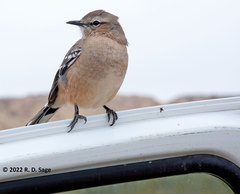 Mimus patagonicus