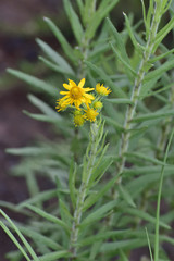 Verbesina hypomalaca