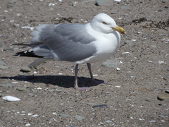 Larus argentatus image