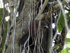 Xiphorhynchus guttatus