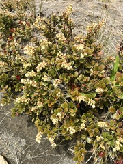 Gaultheria colensoi