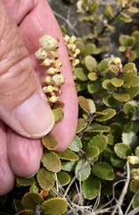 Gaultheria colensoi
