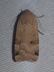 Noctua orbona