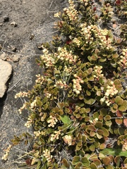 Gaultheria colensoi