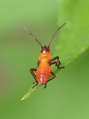 Oncopeltus fasciatus
