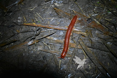 Rhinocricidae