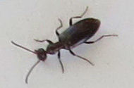 Ischyropalpus