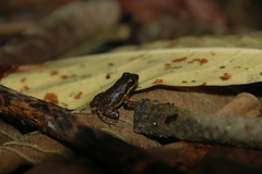 Mannophryne trinitatis