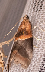 Acrobasis demotella