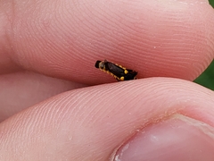 Trypherus latipennis