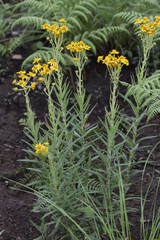Verbesina hypomalaca