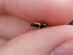 Trypherus latipennis