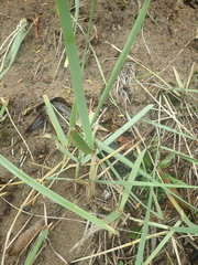 Leymus racemosus