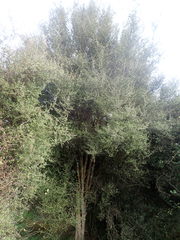 Coprosma pedicellata