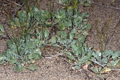 Eriogonum baileyi
