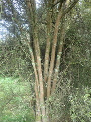 Coprosma pedicellata