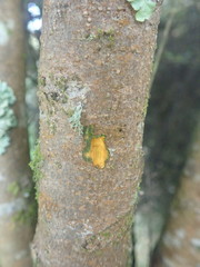 Coprosma pedicellata