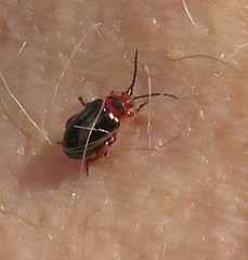 Kuschelina gibbitarsa