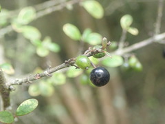 Coprosma pedicellata