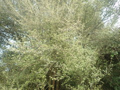 Coprosma pedicellata