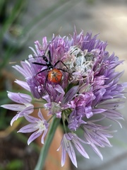 Arilus cristatus