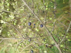 Coprosma pedicellata