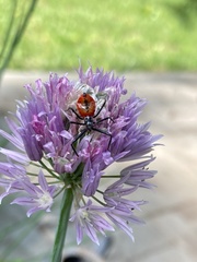 Arilus cristatus