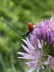 Arilus cristatus