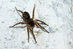 Paratrochosina amica