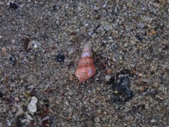 Leiopyrga lineolaris