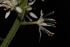 Tiarella nautila