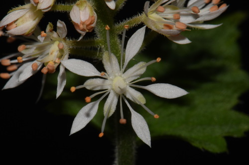 Image of Tiarella nautila by (c) Brian Finzel, some rights reserved (CC BY-SA)