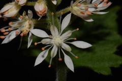 Tiarella nautila