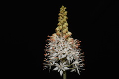 Tiarella nautila