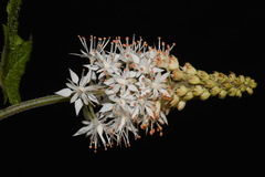 Tiarella nautila