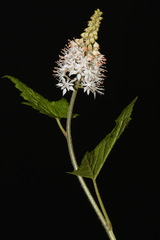 Tiarella nautila