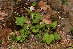 Tiarella nautila