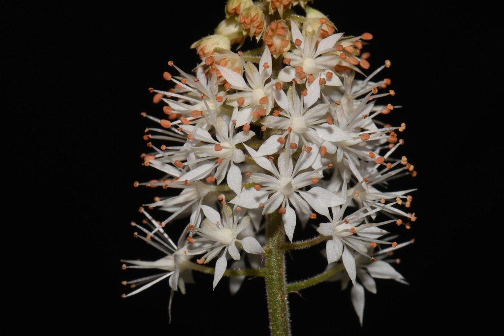Tiarella nautila; photograph (c) Brian Finzel, some rights reserved (CC BY-SA)